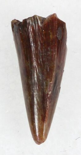 Eryops Tooth From Oklahoma - Giant Permian Amphibian #33541